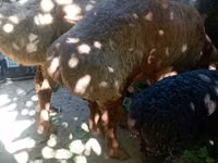 Widder, Rhon sheep — Foto 2