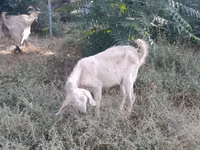 Ziege, Nubian Goat — Foto 5