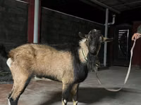Ziege, Alpine goat — Foto 3