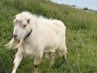 تيس, LaMancha goats — الصورة 2