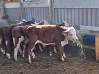 Toro, Hereford — foto 4
