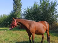 فرس, Thoroughbred horse — الصورة 2