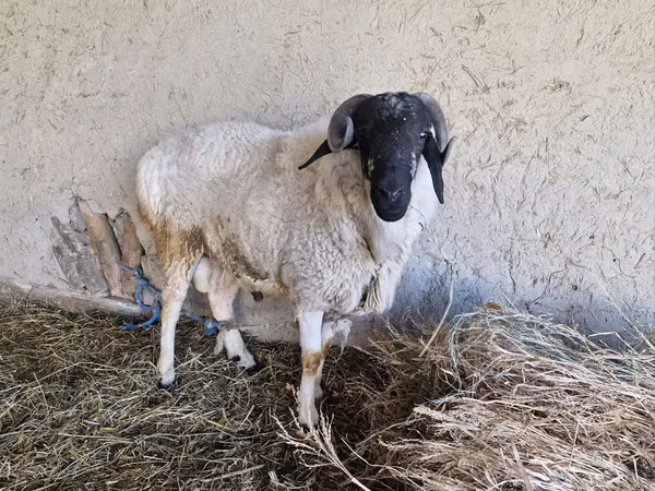 كبش, Hissar sheep — أوزبكستان