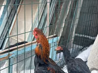Chickens — photo 2