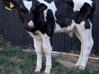 ثور, Swiss cattle — الصورة 4
