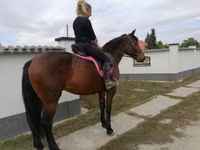 Yegua, Hungarian horse breed — foto 6