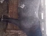 Айғыр, Жылқылар — 5-сурет