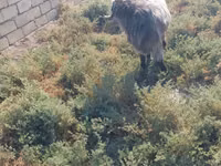Ziegenbock, Damask goat — Foto 3