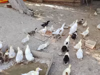 Hausente — Foto 6