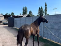 Caballo, Friesian sport horse — foto 4
