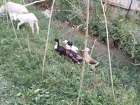 Ducks — Foto 6