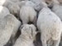Widder, Merino sheep — Foto 2