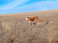 Сиыр, Swiss cattle — 2-сурет
