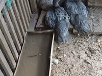 Hausente — Foto 3