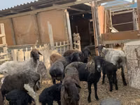 Schaf, Kazakh fat-tailed coarsewool sheep — Foto 1