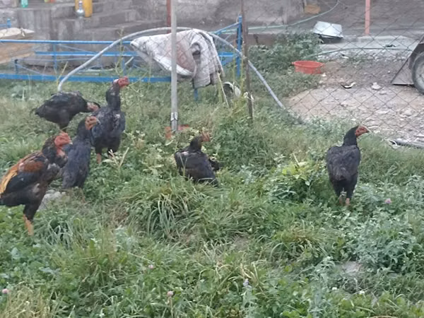 Chickens — Kirgisistan