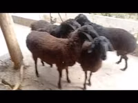 نعجة, الأغنام — الصورة 5