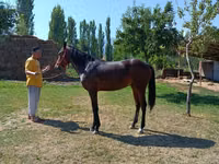 Hengst, Thoroughbred horse — Foto 2