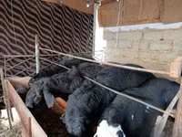 Ovejas (lote, sexo no especificado), Blackheaded Persian sheep — foto 3