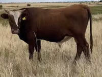 Бұқа, Simmental cattle — 4-сурет