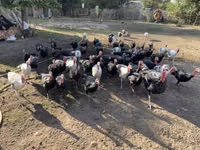 Turkeys — photo 4