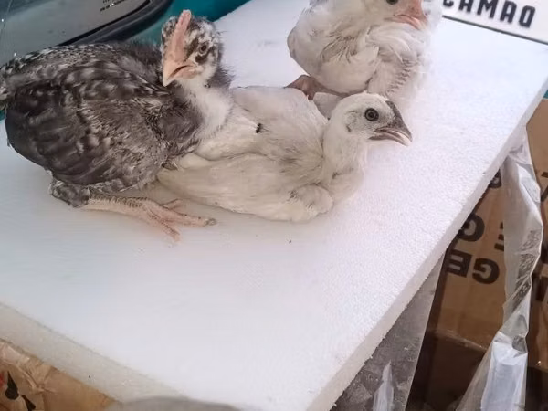 Chickens — Uzbekistán
