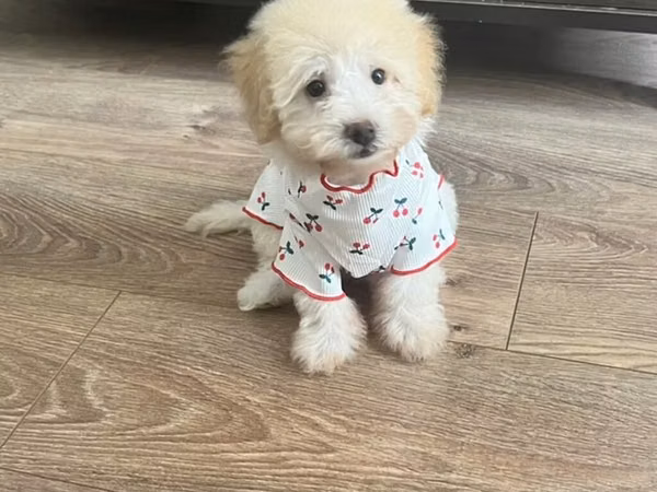 Maltipoo balasi satilir 380. Üstünde herşeyi verilir real aliciya