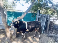 Bull, Russian Black pied cattle — photo 2