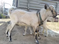 تيس, Alpine goat — الصورة 2