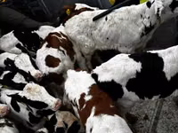 Buqa, Simmental cattle — 1-rasm