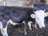 सांड, Russian Black pied cattle — फ़ोटो 4