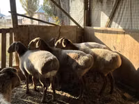 Schaf, Arashan sheep — Foto 1