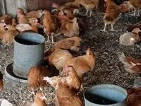 Chickens — foto 3