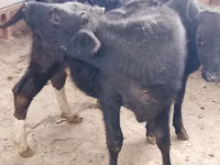 Rinder (Partie, Geschlecht nicht angegeben), Rinder — Foto 3