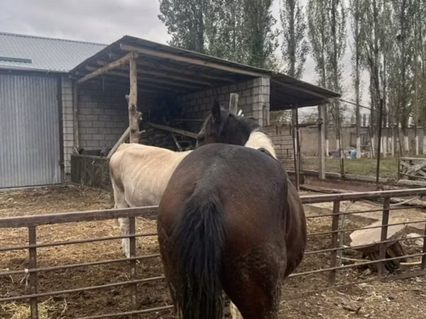 Конь, Лошади