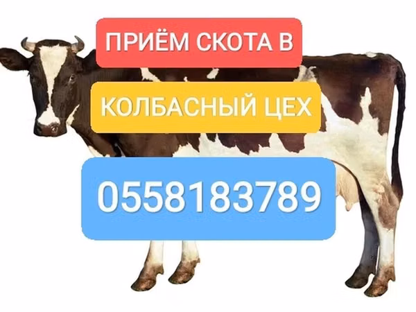 Бык, Голштинская порода — Кыргызстан