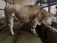 Bull, Simmental cattle — photo 4
