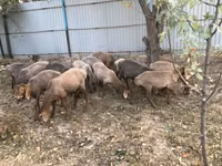 Schafe (Partie, Geschlecht nicht angegeben), Arashan sheep — Foto 1