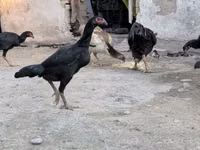 Chickens — Foto 1