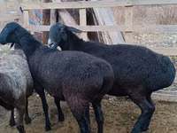 Widder, Edilbay sheep — Foto 3