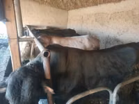 公牛, Cattle — 照片 1