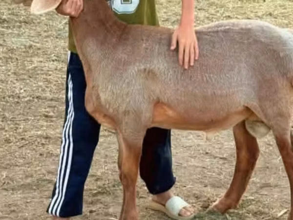 Goat, Goats