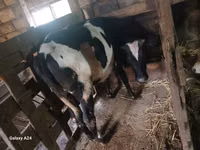 母牛, Russian Black pied cattle — 照片 5