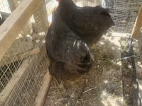 Chickens — الصورة 4