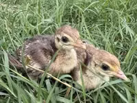 Guinea fowl — Foto 4