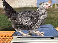 Chickens — الصورة 2