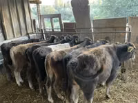 公牛, Cattle — 照片 1