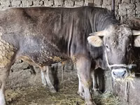 公牛, Swiss cattle — 照片 1