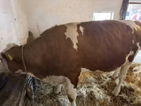 Cow, Simmental cattle — photo 1