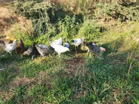Chickens — Foto 2